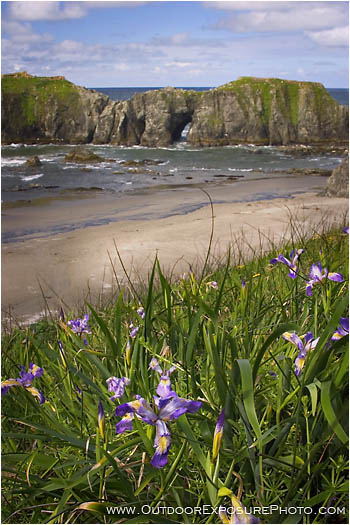 Bandon Beach Iris Stock Image, Bandon, Oregon Coast Bandon Beach Iris Stock Image, Bandon, Oregon Coast