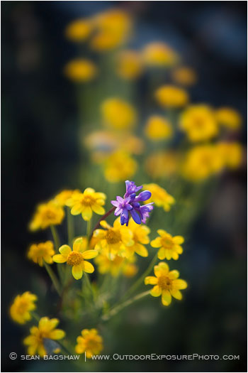 Yellow Wildflowers 10 Stock Image Oregon Yellow Wildflowers 10 Stock Image Oregon