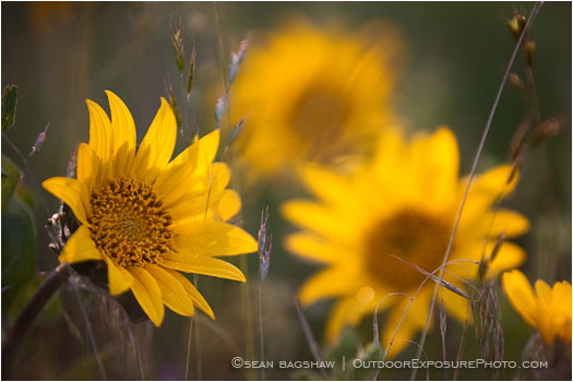 Yellow Wildflowers 12 Stock Image Oregon Yellow Wildflowers 12 Stock Image Oregon