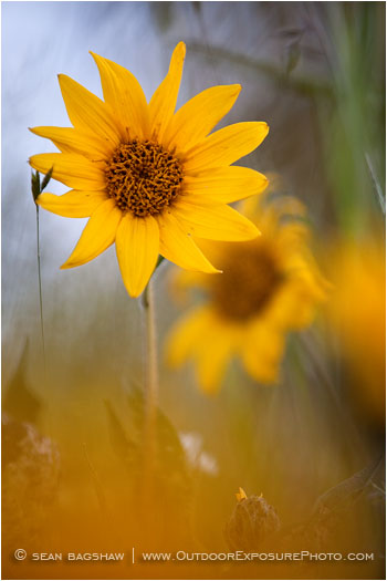 Yellow Wildflowers 13 Stock Image Oregon Yellow Wildflowers 13 Stock Image Oregon