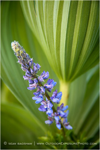 Lupine in Corn Lily 2 Stock Image Oregon Lupine in Corn Lily 2 Stock Image Oregon
