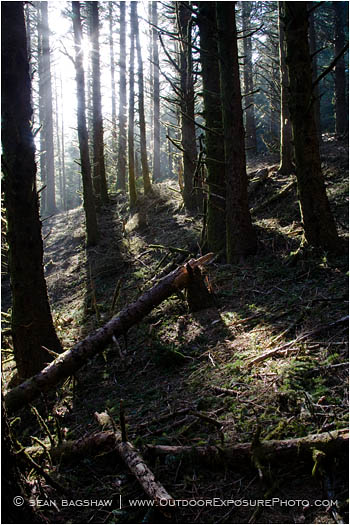 Coastal Forest Stock Image Oregon Coastal Forest Stock Image Oregon