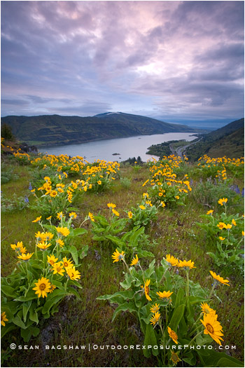 Columbia Wildflowers 3 Stock Image, Oregon Columbia Wildflowers 3 Stock Image, Oregon