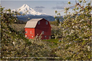 Hood River Valley Barn 3 Stock Image, Oregon Hood River Valley Barn 3 Stock Image, Oregon