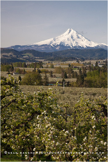 Hood River Valley Farmland 2 Stock Image, Oregon Hood River Valley Farmland 2 Stock Image, Oregon