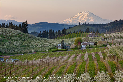 Hood River Valley Farmland 3 Stock Image, Oregon Hood River Valley Farmland 3 Stock Image, Oregon