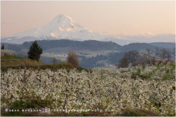 Hood River Valley Farmland 5 Stock Image, Oregon Hood River Valley Farmland 5 Stock Image, Oregon