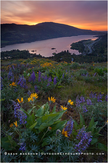 Columbia Wildflowers 1 Stock Image, Columbia River, Oregon Columbia Wildflowers 1 Stock Image, Columbia River, Oregon