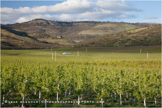 Pear Orchard 11 Stock Image, Rogue Valley, Oregon Pear Orchard 11 Stock Image, Rogue Valley, Oregon