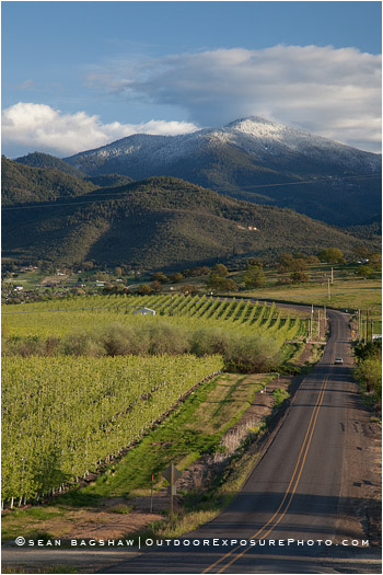Pear Orchard 12 Stock Image, Rogue Valley, Oregon Pear Orchard 12 Stock Image, Rogue Valley, Oregon