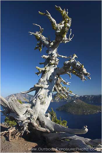 Standing Watch 1 Stock Image, Crater Lake, Oregon Standing Watch 1 Stock Image, Crater Lake, Oregon