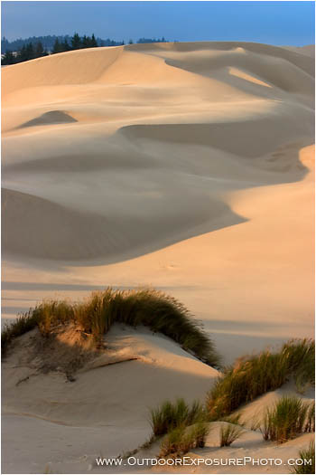 Oregon Dunes III Stock Image, Oregon Coast Oregon Dunes III Stock Image, Oregon Coast