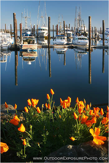 Harbor Poppies Stock Image Harbor Poppies Stock Image