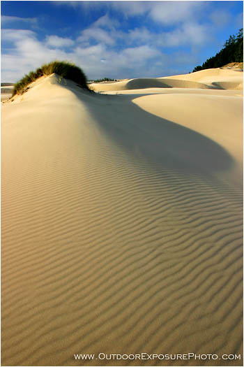 Oregon Dunes V Stock Image, Oregon Coast Oregon Dunes V Stock Image, Oregon Coast