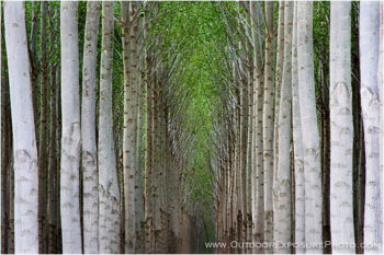 Poplar Farm I Stock Image, Columbia River, Oregon Poplar Farm I Stock Image, Columbia River, Oregon