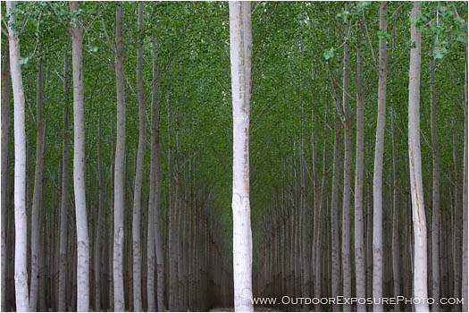 Poplar Farm II Stock Image, Columbia River, Oregon Poplar Farm II Stock Image, Columbia River, Oregon