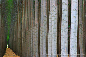 Poplar Farm VI Stock Image, Columbia River, Oregon Poplar Farm VI Stock Image, Columbia River, Oregon
