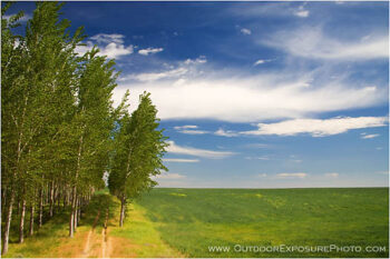 Forest’s Edge Stock Image, Oregon Forest’s Edge Stock Image, Oregon