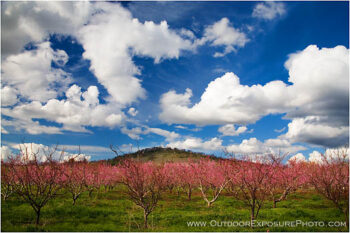 Spring Orchard Stock Image, OREGON Spring Orchard Stock Image, OREGON