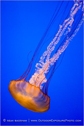 Jelly Dance III Stock Image Jelly Dance III Stock Image