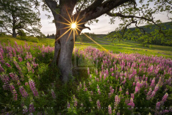 Beautiful Light Print, Northern California Beautiful Light Print, Northern California