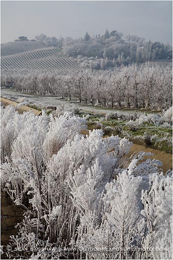 Frosty Vineyard 2 Stock Image, Rogue Valley, Oregon Frosty Vineyard 2 Stock Image, Rogue Valley, Oregon