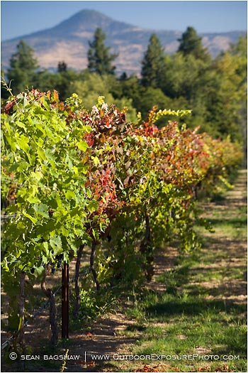 Vineyard 1 Stock Image, rogue valley, oregon Vineyard 1 Stock Image, rogue valley, oregon