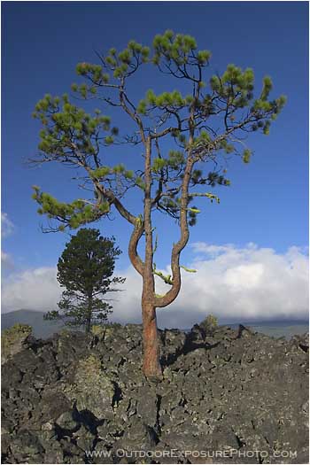Lava Pine Stock Image, Central Oregon Lava Pine Stock Image, Central Oregon