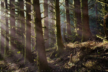 Deep Forest Print, Oregon Deep Forest Print, Oregon