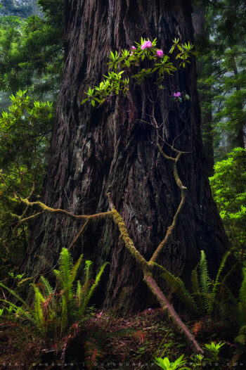 Living In Shadow Print, Redwoods, California Living In Shadow Print, Redwoods, California