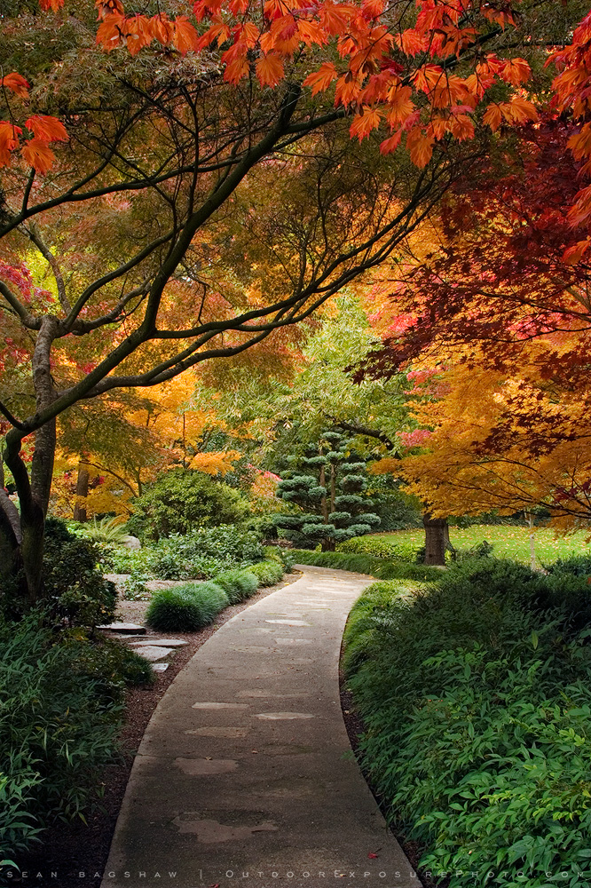 Tree Hall Print, Lithia Park, Ashland, Oregon Tree Hall Print, Lithia Park, Ashland, Oregon