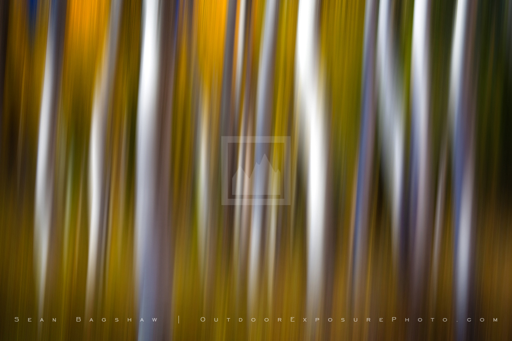 Aspen Impressions III Print, Montana Aspen Impressions III Print, Montana