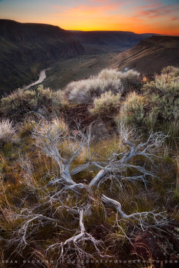 Ancient Sage Print, Owyhee River, Oregon Ancient Sage Print, Owyhee River, Oregon