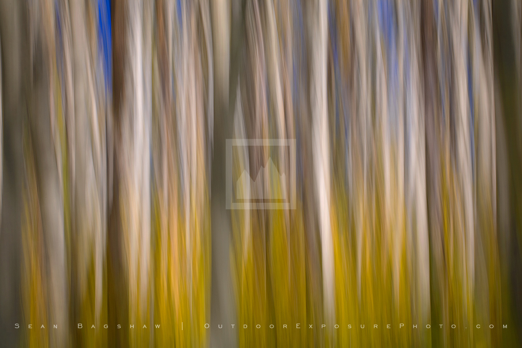 Aspen Impressions I Print, Montana Aspen Impressions I Print, Montana