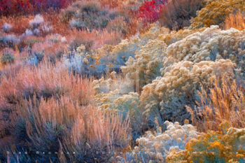 Desert Garden Print, Great Basin, Nevada Desert Garden Print, Great Basin, Nevada