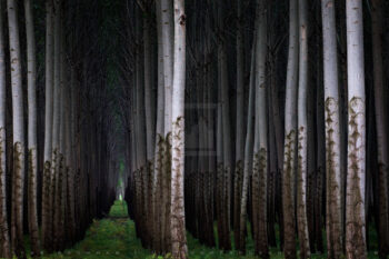 Future Forest Print, Columbia River, Oregon Future Forest Print, Columbia River, Oregon