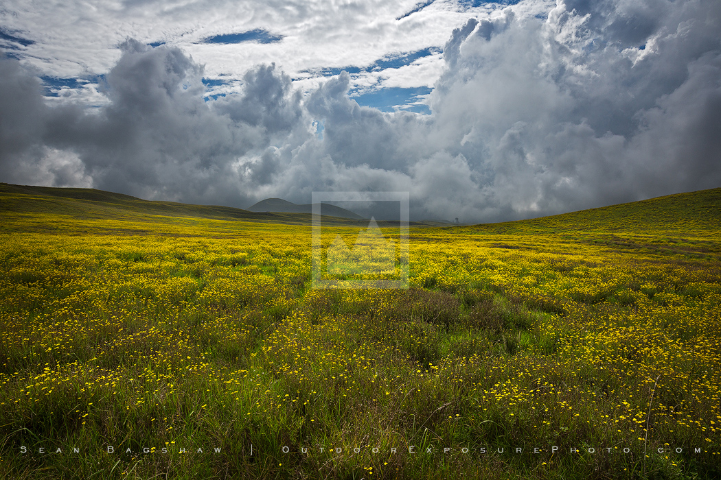 Hawaiian Uplands Print, Big Island, Hawaii Hawaiian Uplands Print, Big Island, Hawaii