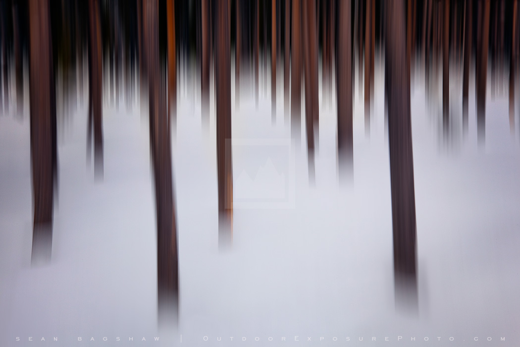 Lost In A Winter Forest Print, Crater Lake, Oregon Lost In A Winter Forest Print, Crater Lake, Oregon