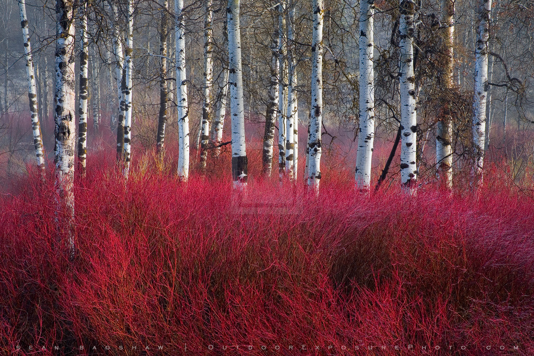 Red Willow Sea Print, Klamath Falls, Oregon Red Willow Sea Print, Klamath Falls, Oregon