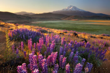 Search For Spring Print, Mt. Shasta, California Search For Spring Print, Mt. Shasta, California