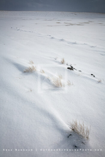 Winter Coat, Hart Mountain, Oregon Winter Coat, Hart Mountain, Oregon