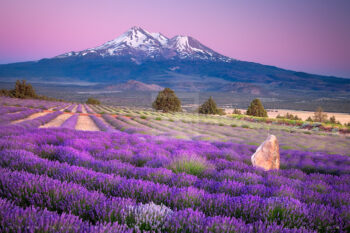 Shasta Lavender Print, Shasta Valley, California Shasta Lavender Print, Shasta Valley, California