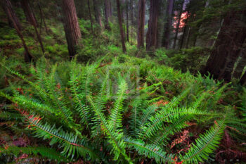 Twilight Grove Print, Redwood NP, California Twilight Grove Print, Redwood NP, California