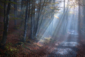 Bohinj Dream Print, Slovenia Bohinj Dream Print, Slovenia
