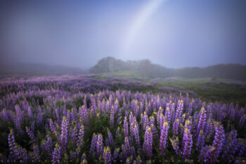 Dream for Jennifer Print, Northern California Dream for Jennifer Print, Northern California