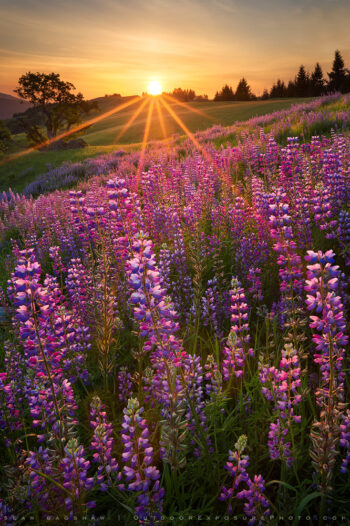 Now Comes Spring Print, California Now Comes Spring Print, California