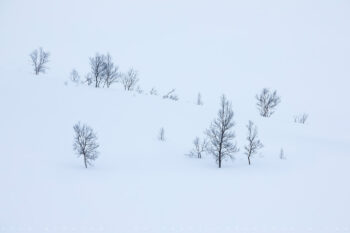 Senja Trees Print, Norway Senja Trees Print, Norway