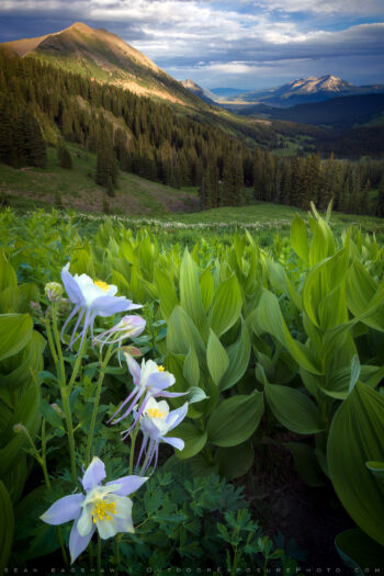 Summer Seclusion Print, Colorado Summer Seclusion Print, Colorado