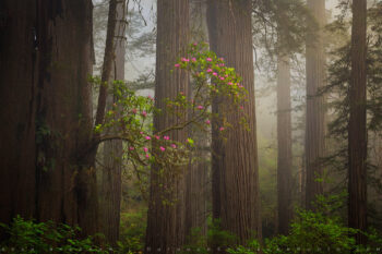 The Gift Tree Print, Redwoods, California The Gift Tree Print, Redwoods, California