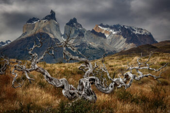 Wood and Stone Print, Patagonia, Chile Wood and Stone Print, Patagonia, Chile